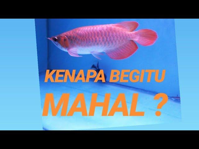 HARGA AROWANA SUPER RED