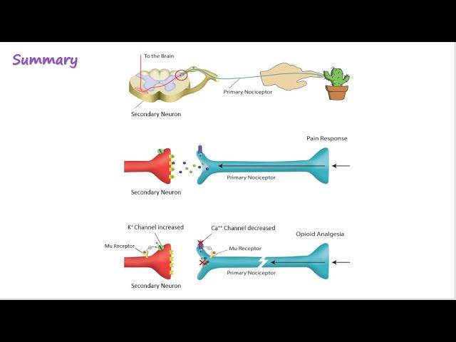 Opioid Mechanism of Action