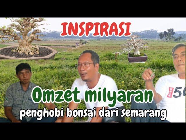 omzet milyaran, pak bowo penghobi bonsai  semarang#cekhargabonsai #bonsaipemula #merawatbonsai