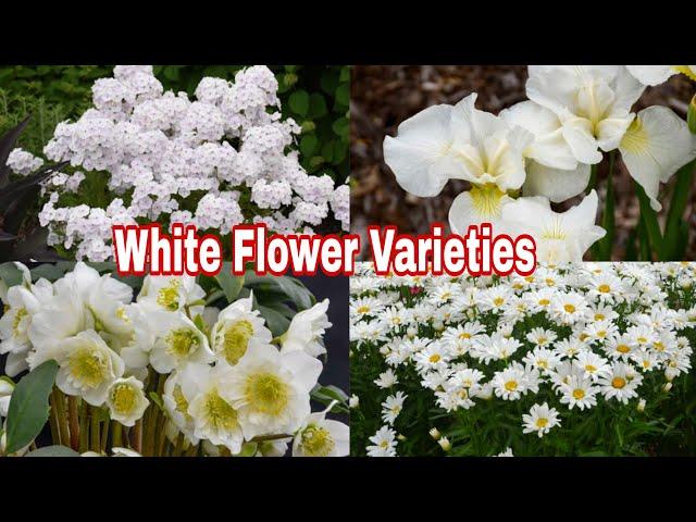 14 Best White Perennials Flower variety