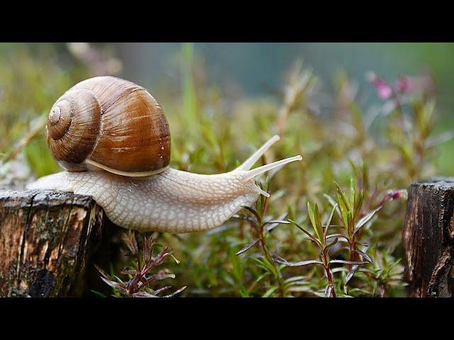 Amazing Snail Farm Technology | Snail caviar, Snail Processing Process Technology |Products of Snail