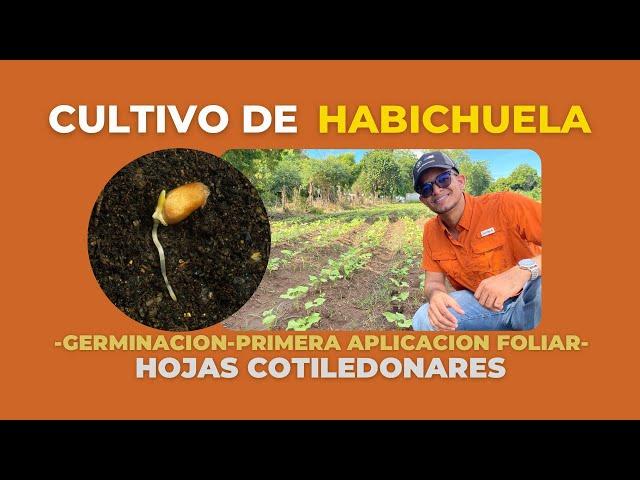 SIEMBRA y GERMINACIÓN DE SEMILLAS-Cultivo de Habichuela@ronidiaz01 - Mundo Agronómico