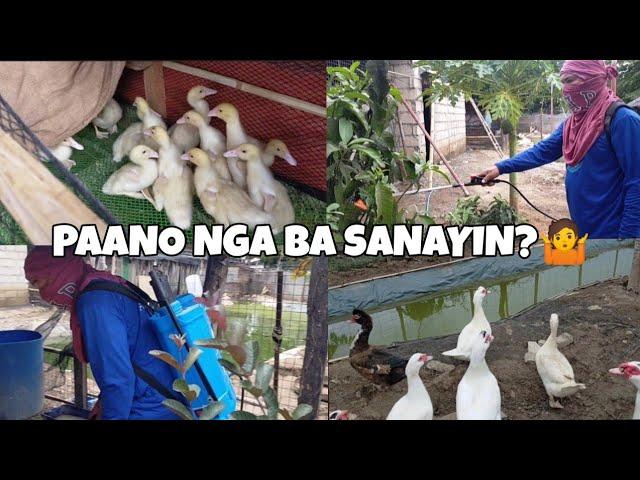 PAANO SANAYIN ANG SISIW SA LUPA