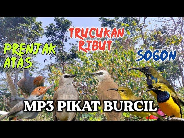 Mp3 pikat burcil ribut, prenjak atas, trucukan & sogon