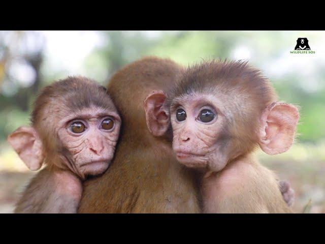 Orphaned Baby Monkeys at Wildlife SOS