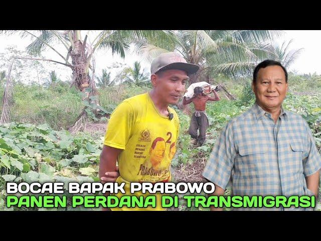 PANEN‼️PERDANA PETANI TRANSMIGRASI BOCAE BAPAK PRABOWO DAN PAK DUTA RAHARJO IKUT TERLIBAT