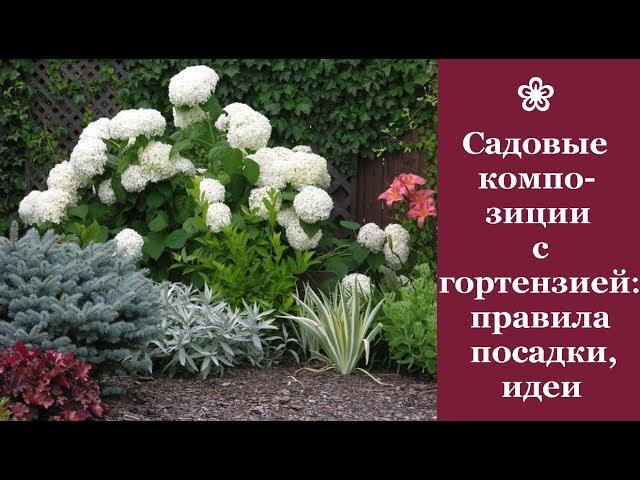  Садовые композиции с гортензиями: правила создания, идеи