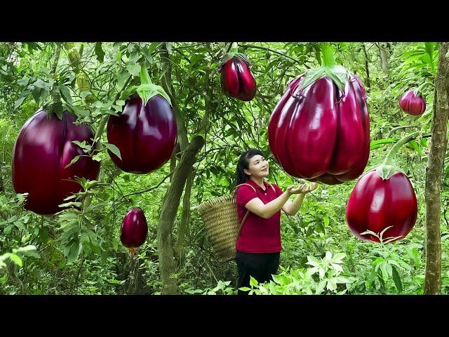 How to Harvest Eggplant, Goes To The Market Sell - Harvesting and Cooking | Tieu Vy Daily Life