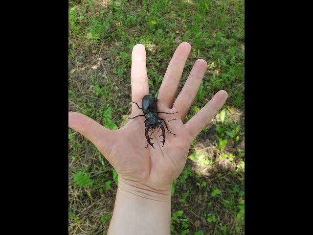 Stag Beetles - Lucanus Cervus