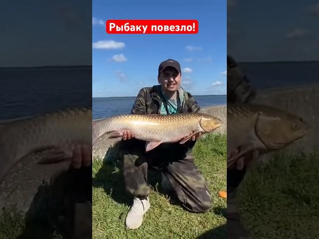 Огромный амур. Рыбалка удалась.#рыбалка #рыбак