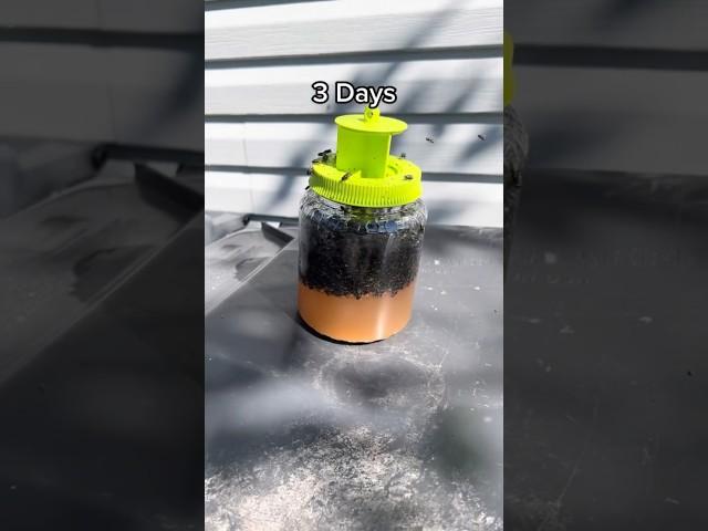I CAUGHT 1,000 FLIES IN 3 DAYS