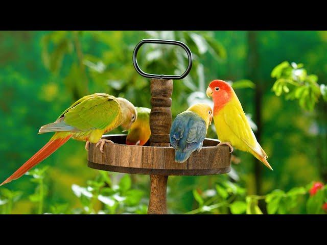 Cat TV: Jumping Squirrels, Talking Parrots, and Gorgeous Birds - 1 Hour 4K HDR