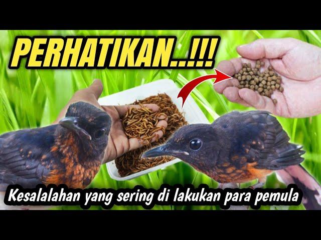 FATAL‼️8 Kesalahan rawatan MURAI BATU TROTOL