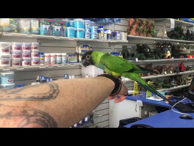 Nanday Conure Melbourne