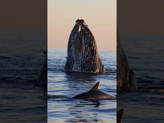 Whales, dolphins, and birds living the circle of life! #lionking #nature