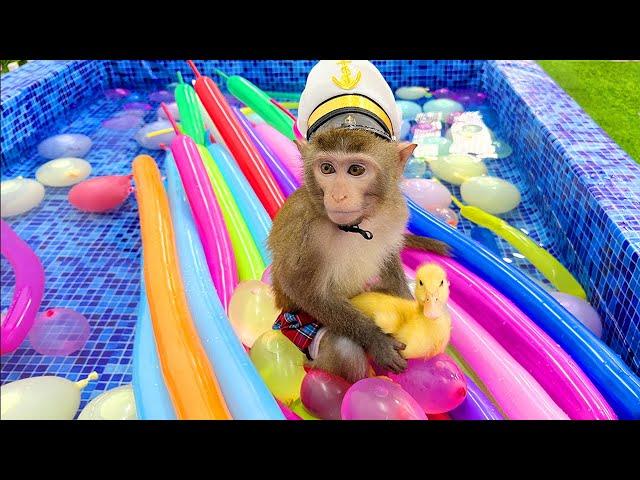 Baby Monkey Bim Bim playing Colorful Water Balloons Chanllenge with duckling at pool