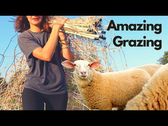 Rotational Grazing Sheep | Amazing Rotational Grazing Systems