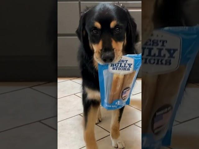 Detour gets his own snack from the cabinet. Sometimes, you have to do it yourself.