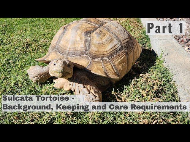 SULCATA Tortoise Part 1 - Background, Care Requirements, Behavior, Health & TO DO