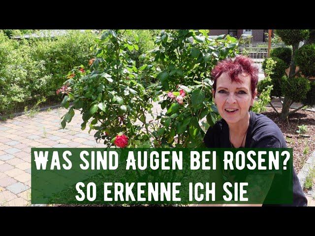 Was sind Augen bei Rosen? So erkenne ich sie