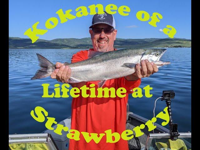 Kokanee of a Lifetime at Strawberry