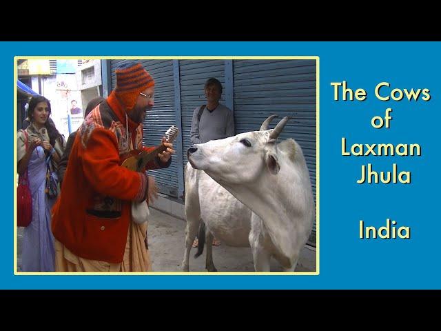 Cows of Laxman Jhula