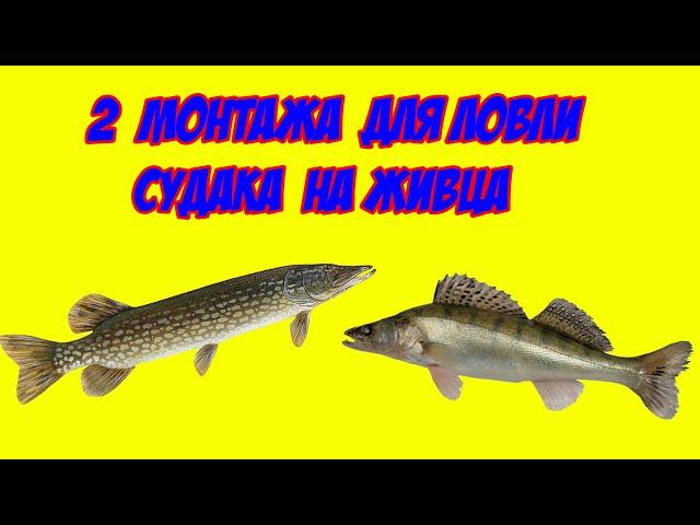 Судак на живца | 2 уловистых монтажа для ловли СУДАКА