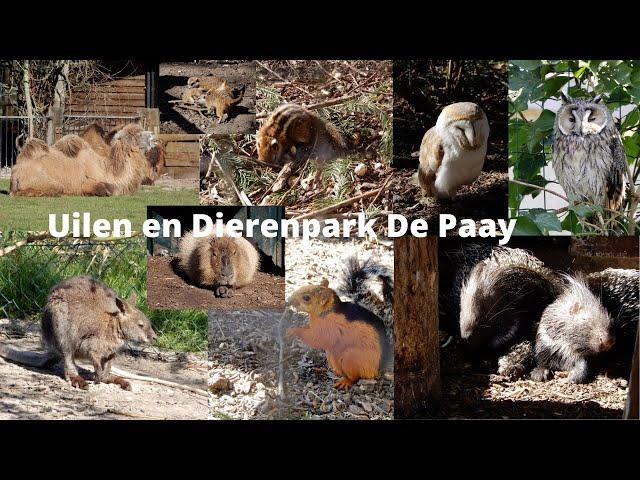 Dierentuin Review Uilen en Dierenpark de Paay 4K(60FPS)