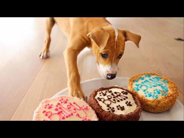 Letting Homeless Puppies Pick Their Name ️ ( Adorable )