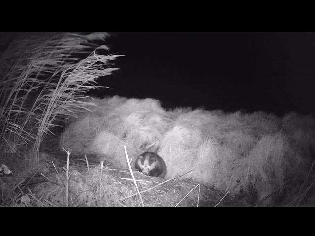Tales from a Fenland Ditch. The Badger family