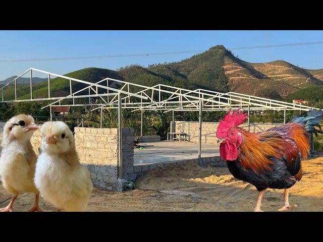 How to build a CHICKEN COOP for beginners - Poultry business.