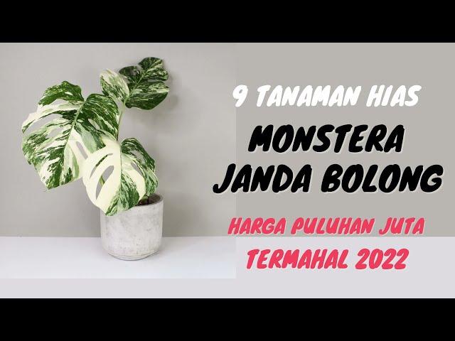 9 Tanaman Hias Janda Bolong Termahal 2022, Bisa Sampai Ratusan Juta Rupiah