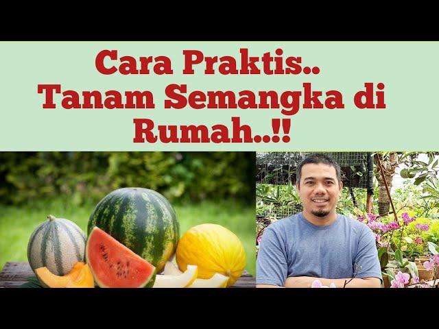 Cara mudah menanam semangka di pot (polybag)/ panduan lengkap cara menanam semangka