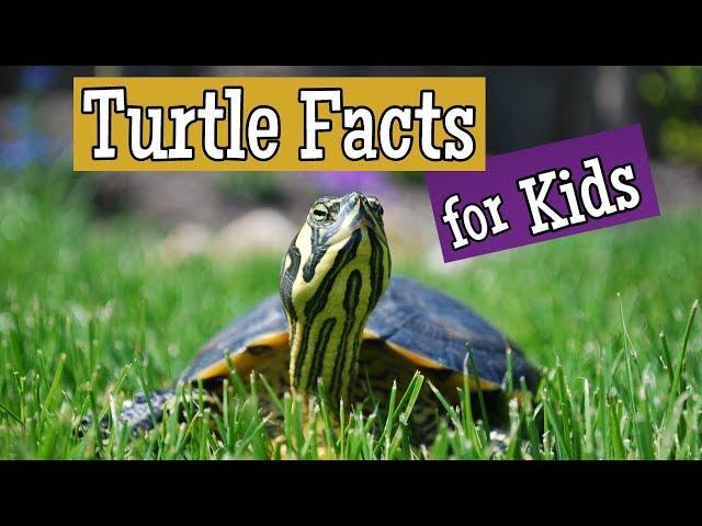 Turtle Facts for Kids