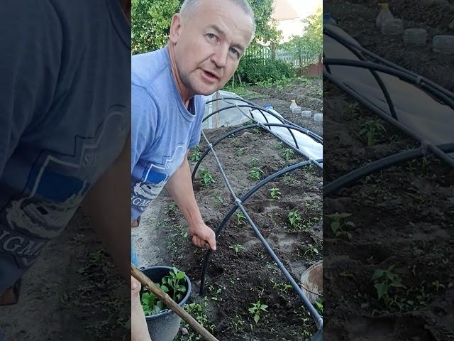Вечерняя прополка перца - панацея от бессонницы !. #садоводничество  #перец