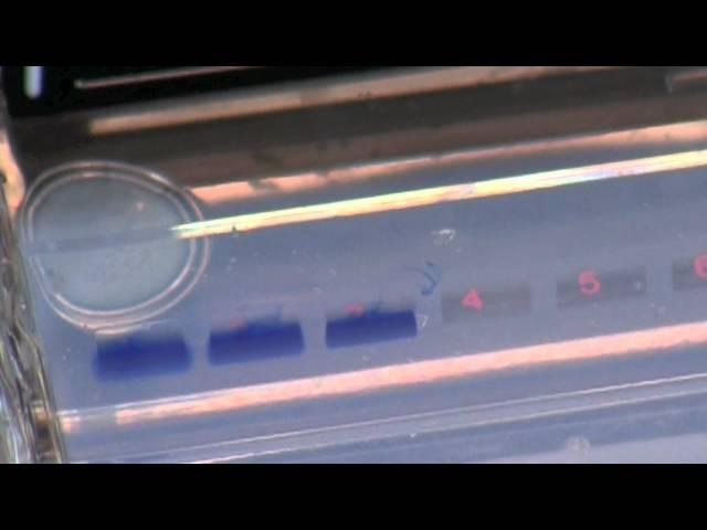 Agarose Gel Electrophoresis