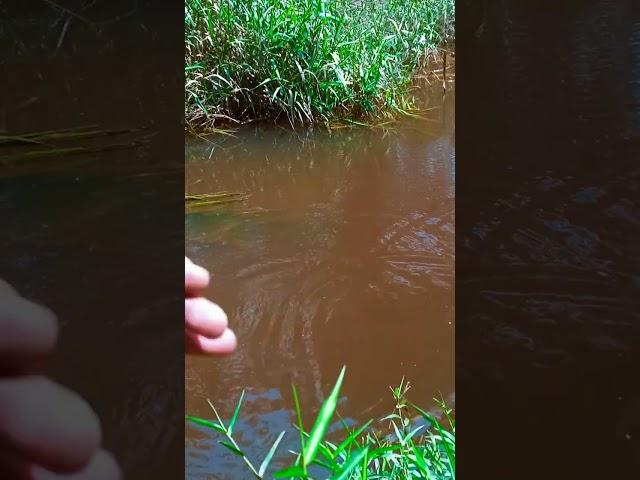 dapat ikan seluang di sungai kecil yang sangat besar#mancingterbaru2023