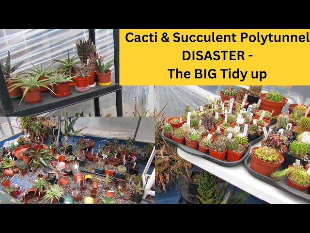 Cacti & Succulent Polytunnel DISASTER -The BIG tidy up #cacti #cactus