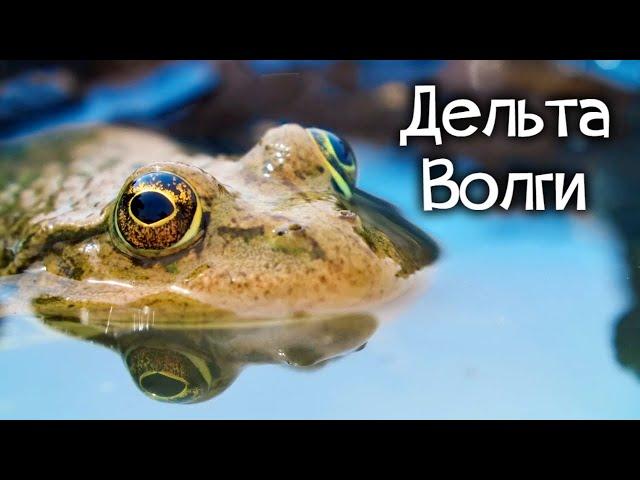 Один из самых необычных уголков природы России. Дельта великой реки Волги