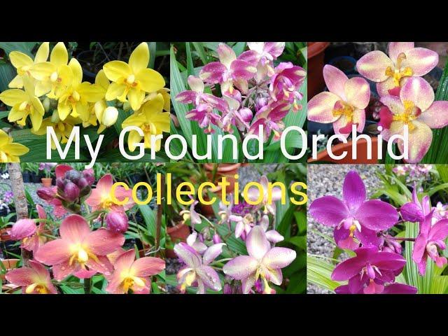 Ground Orchid varieties