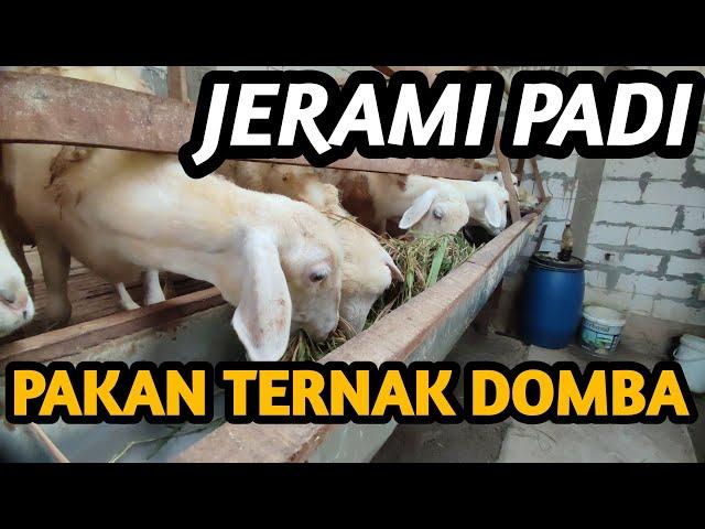 DOMBA LAHAP MAKAN JERAMI PADI ..!!! Memanfaatkan limbah pertanian untuk pakan ternak domba