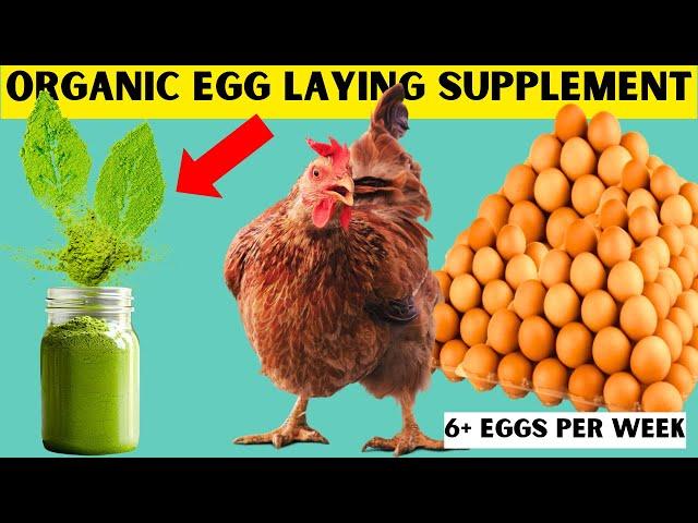 SECRET ORGANIC SUPPLEMENT TO GET 600+ EGGS/WEEK (20 TRAYS) FROM 100 LAYER CHICKENS | 100% ORGANIC 