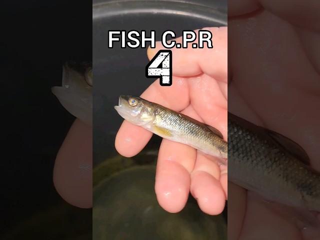 Fish CPR 4. They are NOT actually DEAD!  #shorts