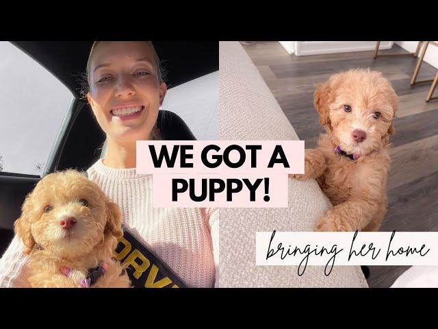 WE GOT A PUPPY! Come with us to pick up our mini goldendoodle!!