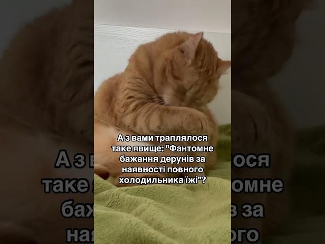 КІТ ЧІПС ТА ДЕРУНИ                  #cat #приколы #catlover #funny #cute #котик #funnycats #юмор