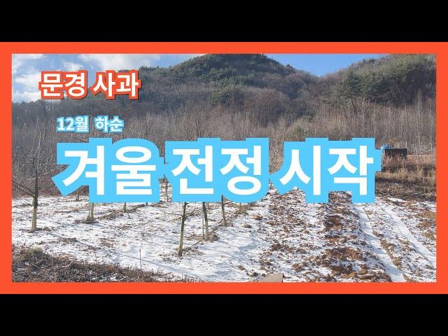 [박스팜] 사과 - 12월 하순 부사 겨울전정시작