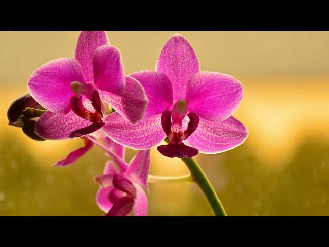 PHALAENOPSIS ORCHID WATERING | ORCHID CARE CONDITIONS