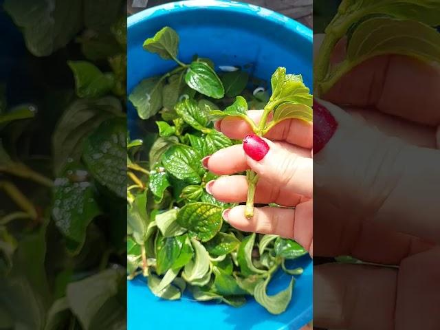 Черенкую гортензию летом #гортензии #метельчатаягортензия #дача #цветы #сад