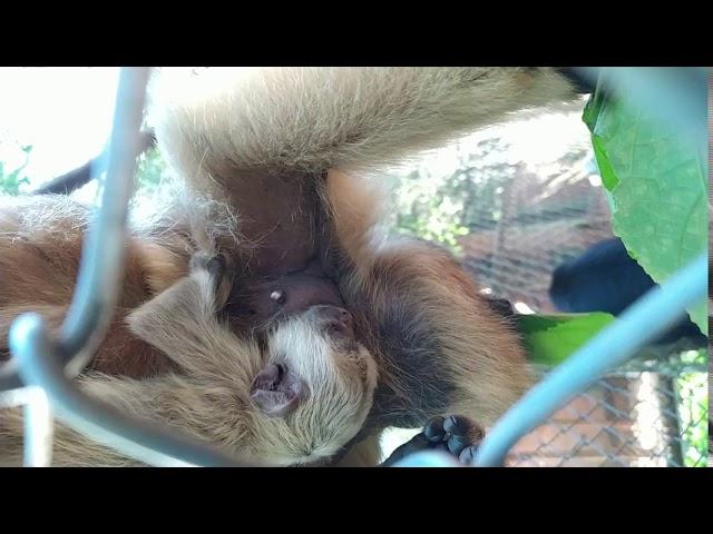 Zoológico de Bauru Completa 40 anos de história