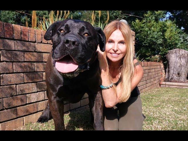 THE BOERBOEL LION DOG - MOST POWERFUL MASTIFF IN SOUTH AFRICA